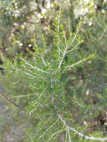 Tree heath
