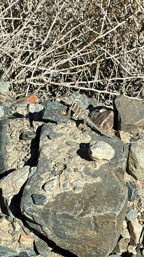 iNaturalist observation photo of Desert Collared Lizard