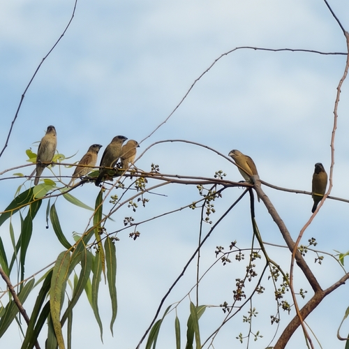 Scaly-breasted Munia