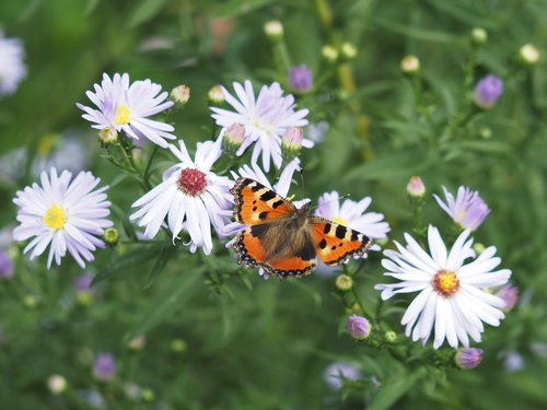 Small Tortoiseshell