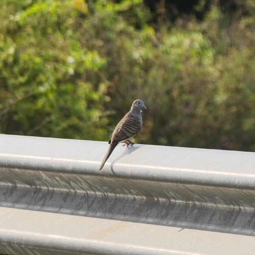 Zebra Dove