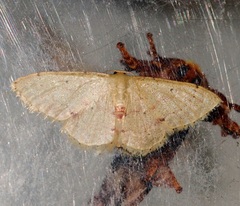 Idaea ptyonopoda