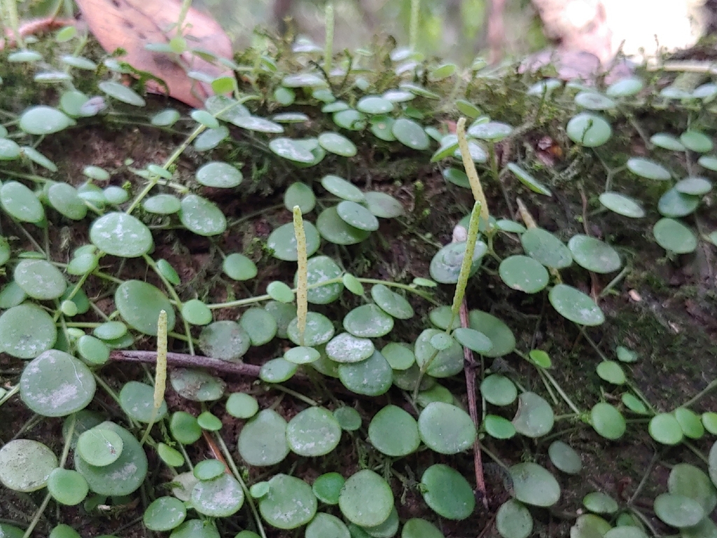 Peperomia rotundifolia; photograph (c) Kurt Miller, some rights reserved (CC BY-SA)