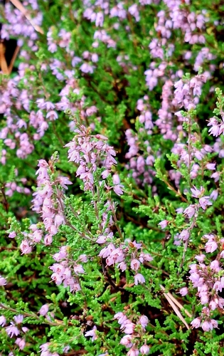 common heather