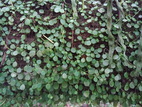 Peperomia rotundifolia, photograph 3