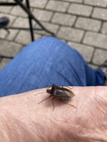 Forest Bug