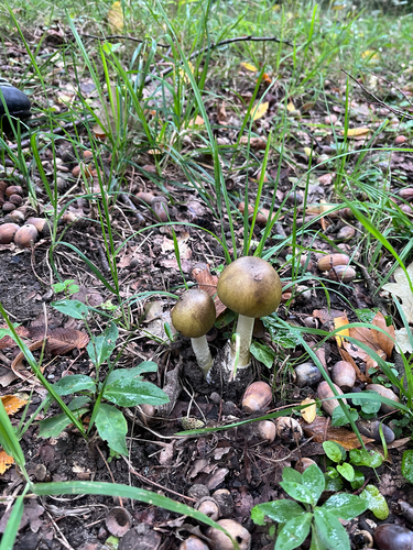 Deathcap