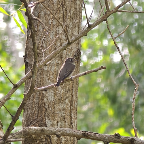 Asian Brown Flycatcher