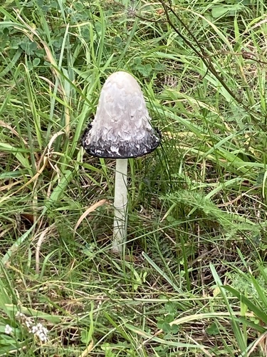 Shaggy Mane