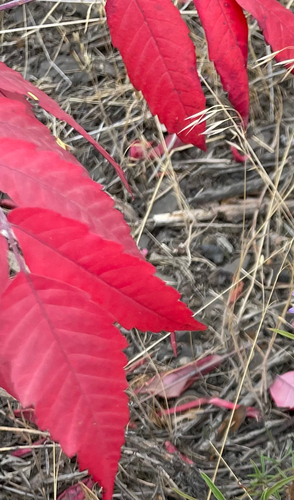 smooth sumac