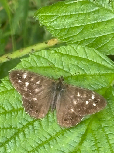 Speckled Wood