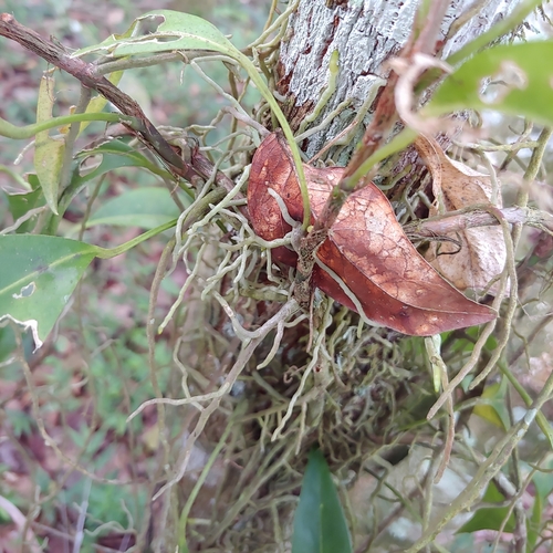 Anthurium scandens, photograph 3