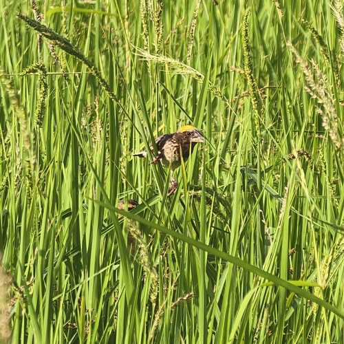Streaked Weaver