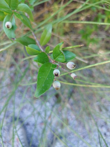 myrtle