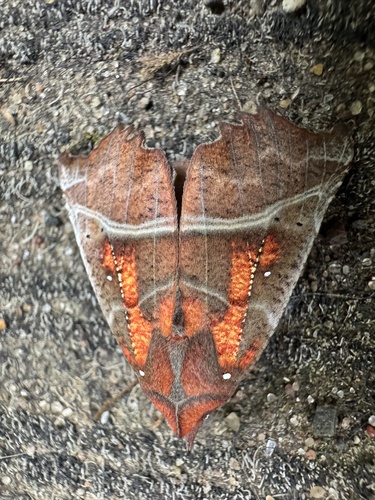 Herald Moth