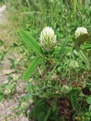 Trifolium pannonicum