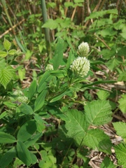 Trifolium pannonicum