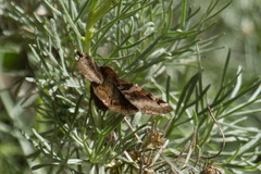 Euclidia ardita