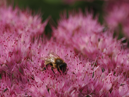 Western Honey Bee
