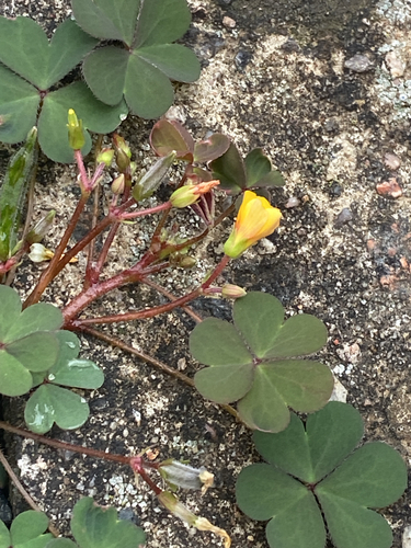 Creeping Woodsorrel