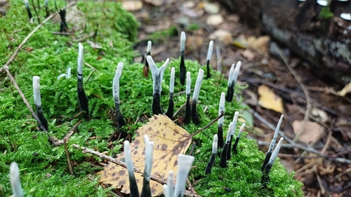 Candlesnuff Fungus