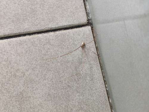 Tailed Cellar Spider