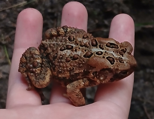 American Toad