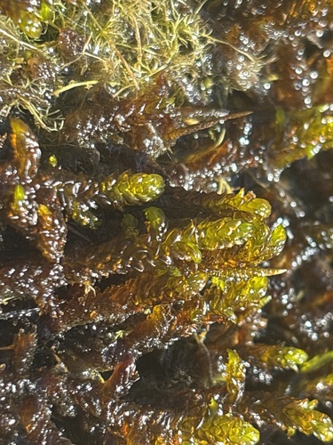 Scorpidium scorpioides observed 2026-09-12