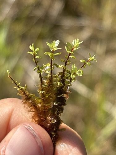 Cinclidium stygium observed 2026-09-12