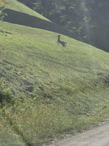 White-tailed Deer