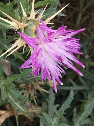 purple star-thistle