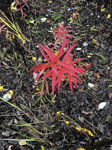 fireweed