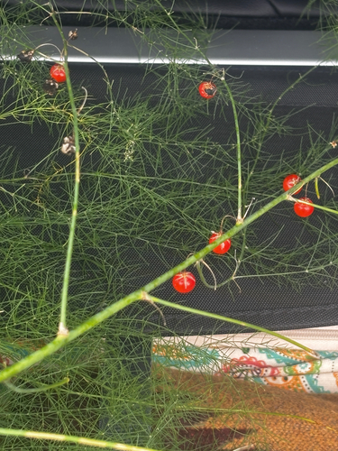wild asparagus