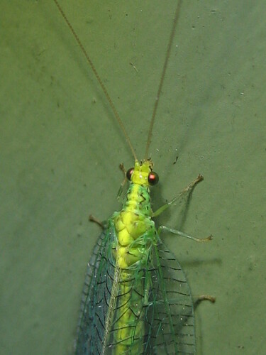 Apertochrysa edwardsi