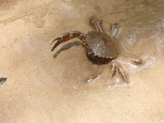 Zilchiopsis collastinensis