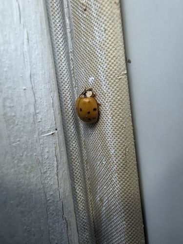 Asian Lady Beetle
