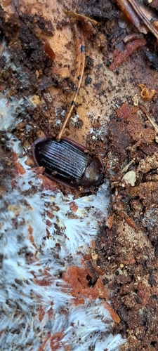 Peltis ferruginea