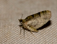 Chloroclystis conversa