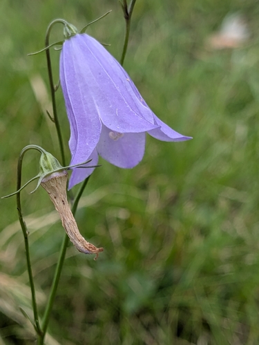 Common Harebell