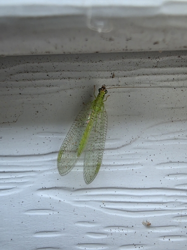 Golden-eyed Lacewing