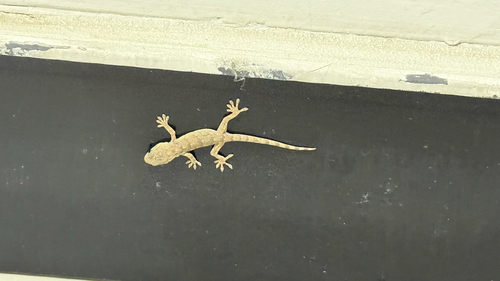Peking Gecko