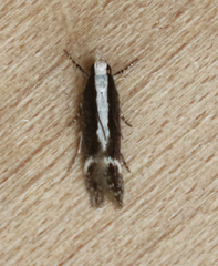 Aroga paraplutella