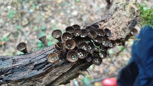 fluted bird's nest fungus