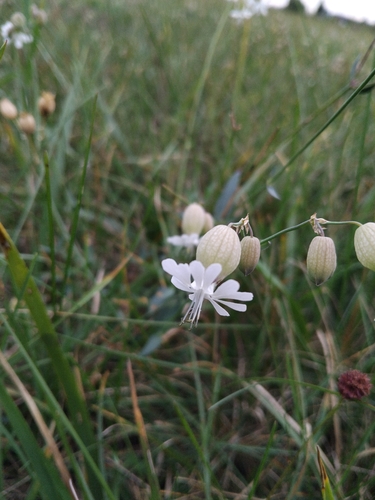 bladder campion