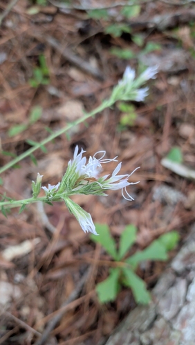 Liatris elegans, photograph 4
