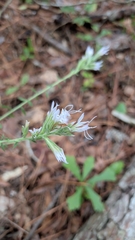 Liatris elegans, photograph (c) David Wilkins, some rights reserved (CC BY)
