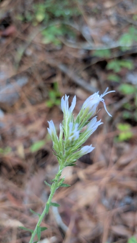 Liatris elegans, photograph 5