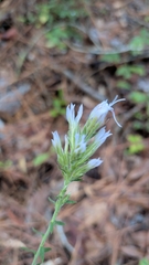 Liatris elegans, photograph (c) David Wilkins, some rights reserved (CC BY)