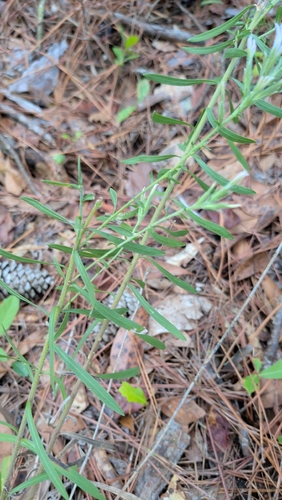 Liatris elegans, photograph 6