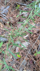 Liatris elegans, photograph (c) David Wilkins, some rights reserved (CC BY)